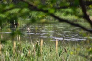 Smedjebackens-Sportfiske_003